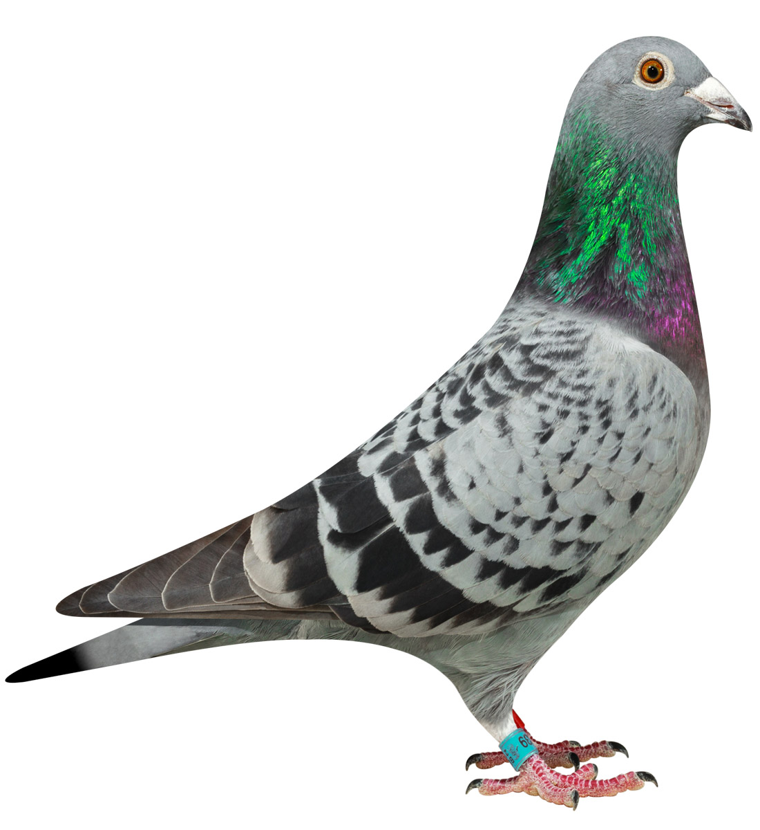 Gaston Van De Wouwer